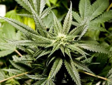 Θεσπρωτία: Ταξιδιωτικός σάκος με 21 κιλά ινδικής κάνναβης